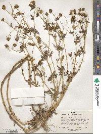 Image of Bidens negriana