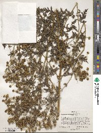 Image of Bidens carinata