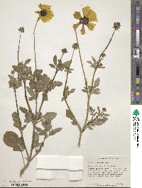 Coreopsis basalis image