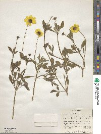 Coreopsis basalis image