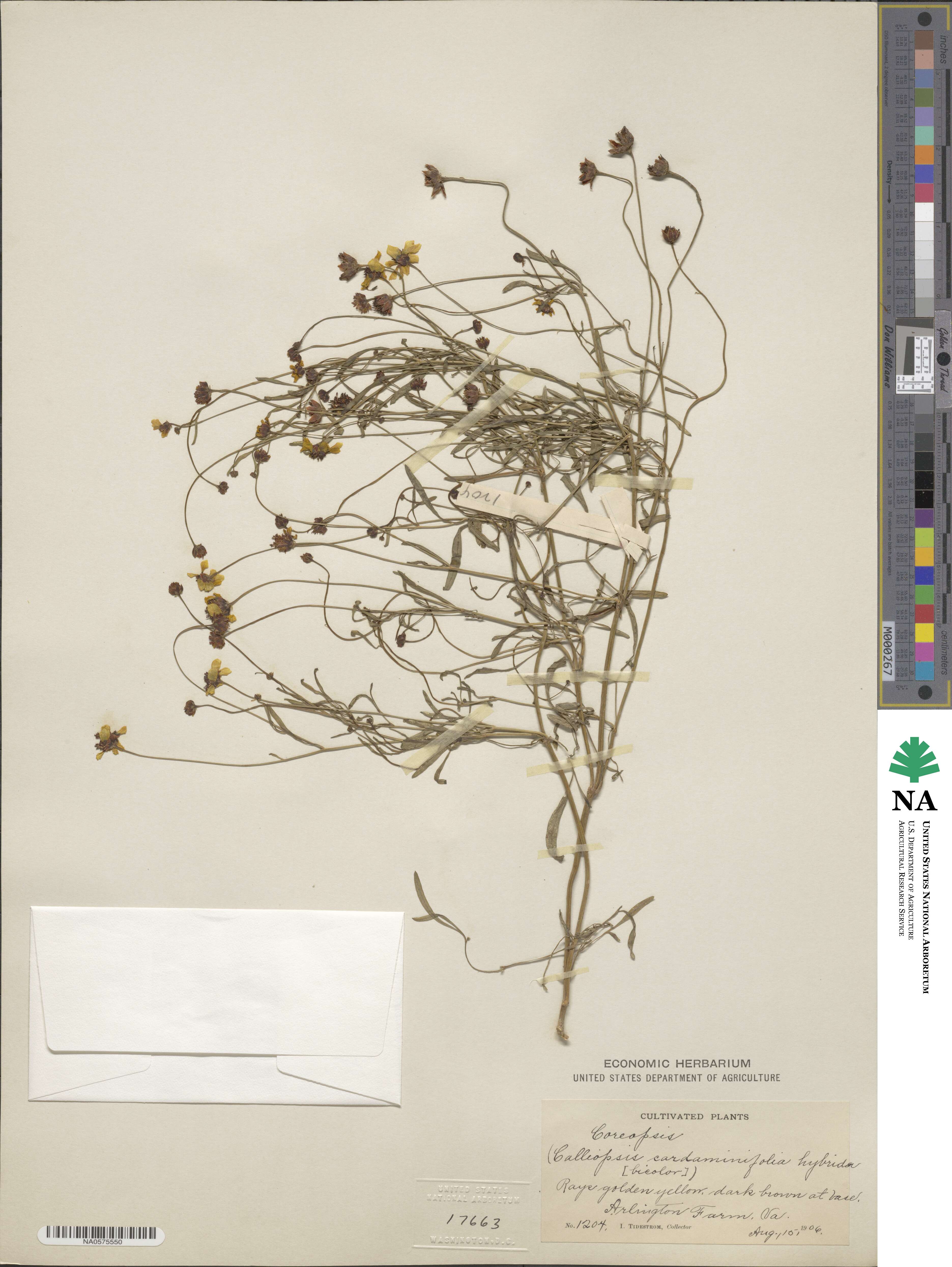 Coreopsis tinctoria image
