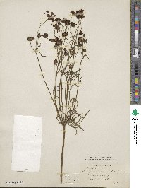 Coreopsis tinctoria image