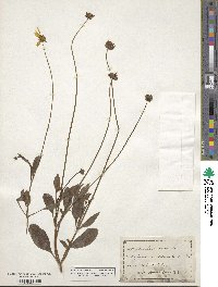 Coreopsis coronata image