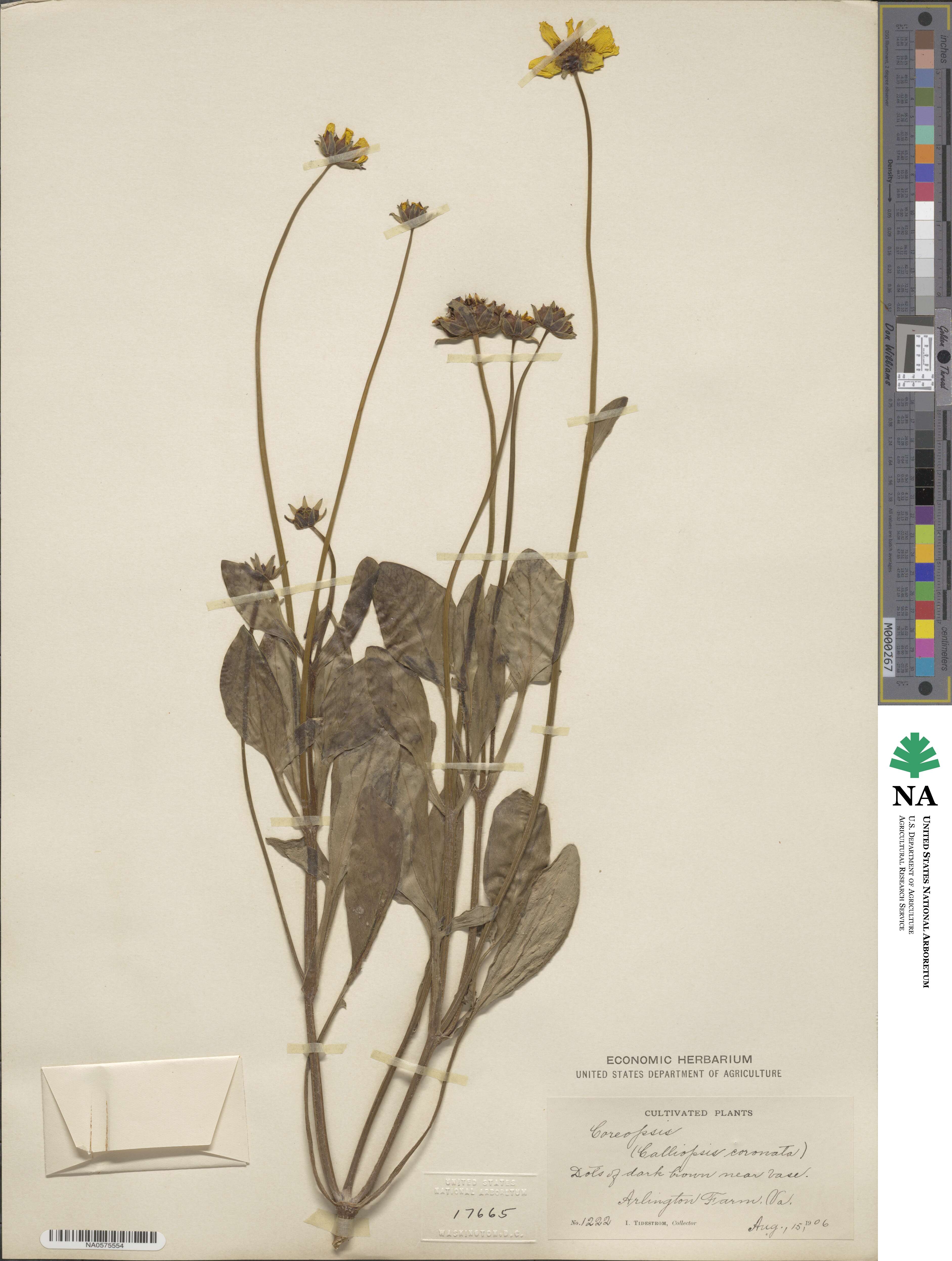 Coreopsis coronata image