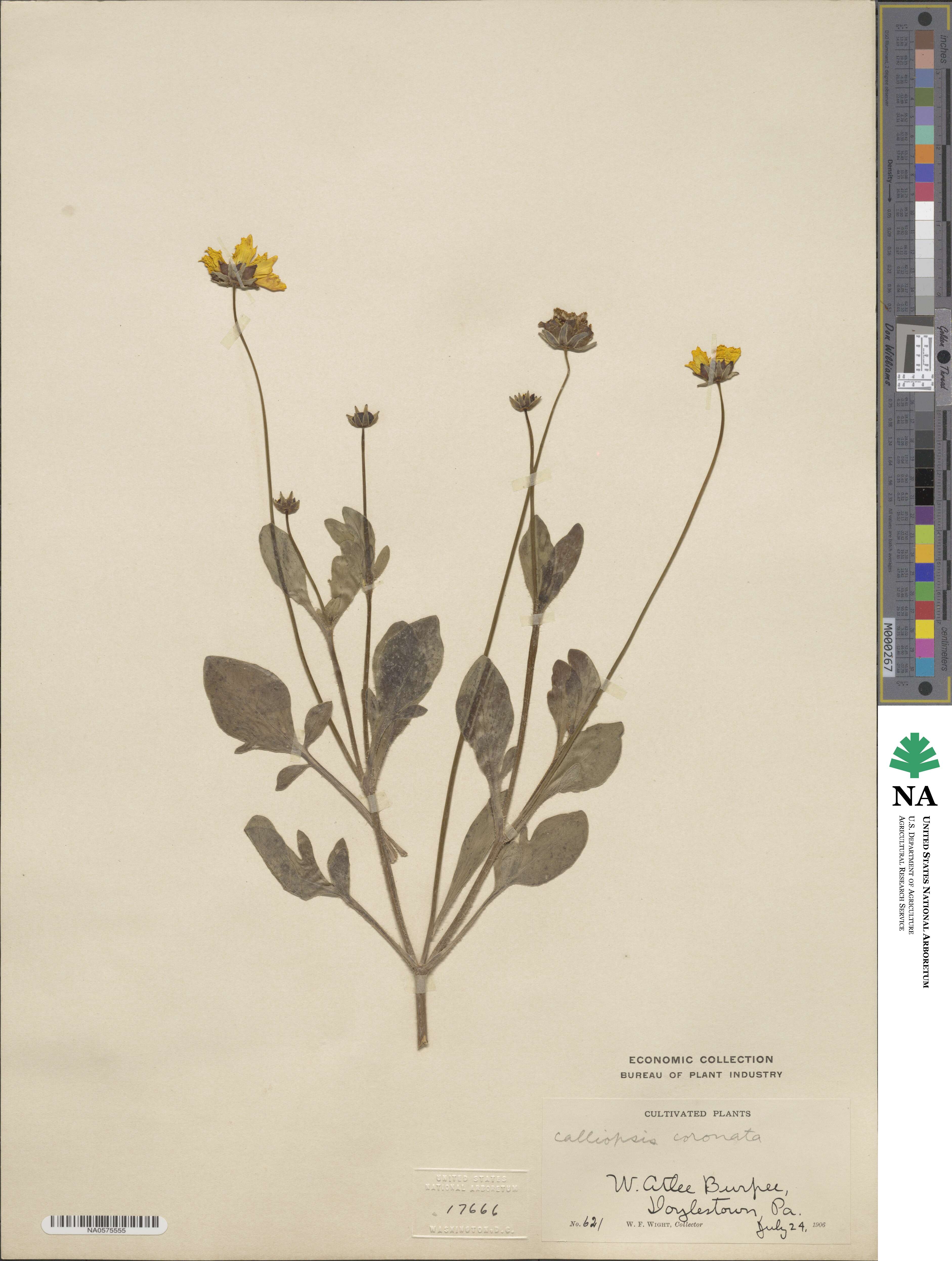 Coreopsis coronata image