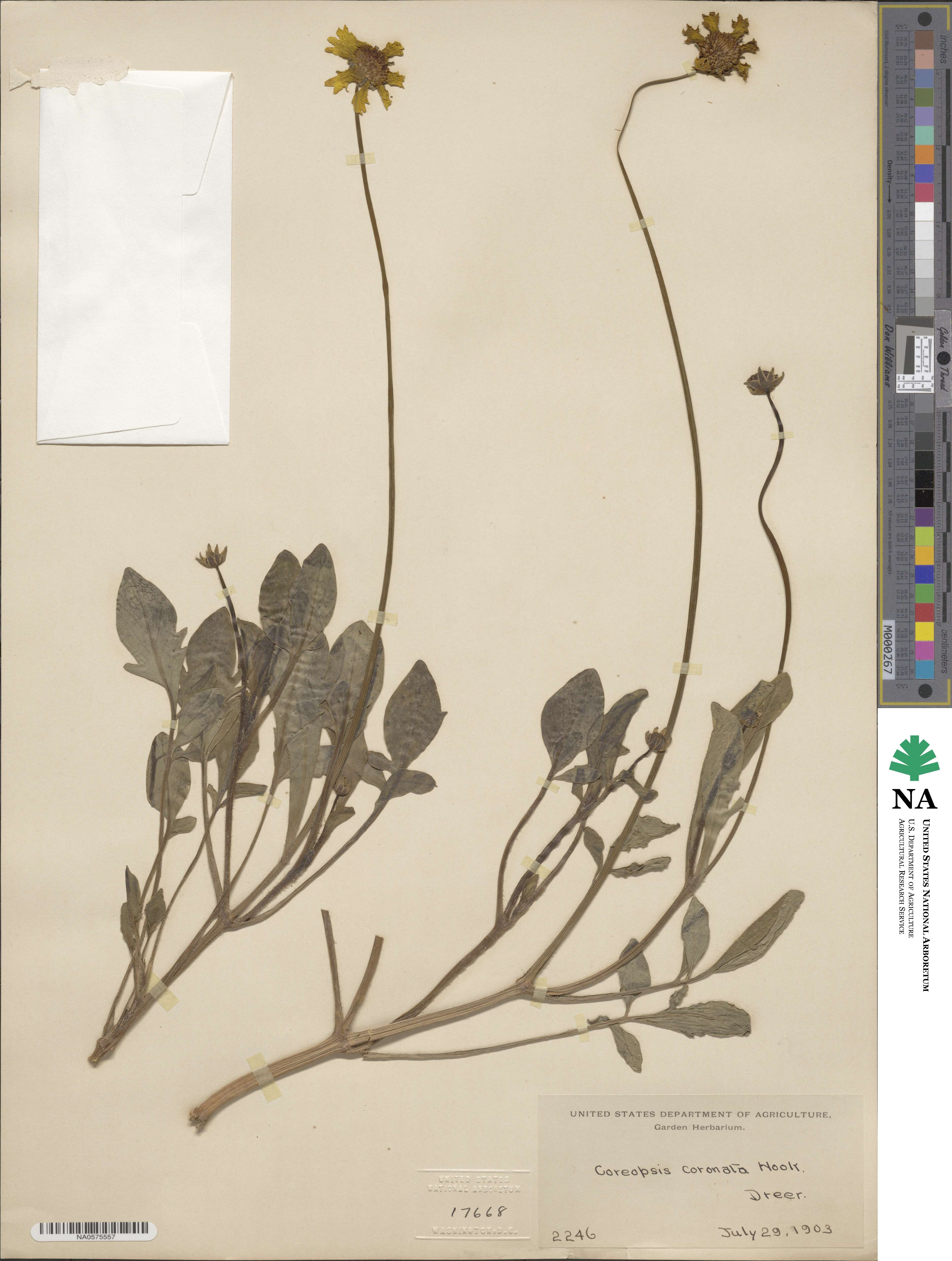 Coreopsis coronata image