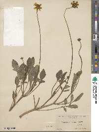 Coreopsis coronata image