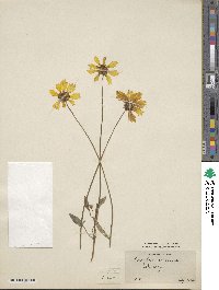 Coreopsis coronata image