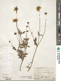 Coreopsis basalis image