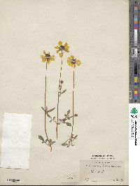 Coreopsis basalis image