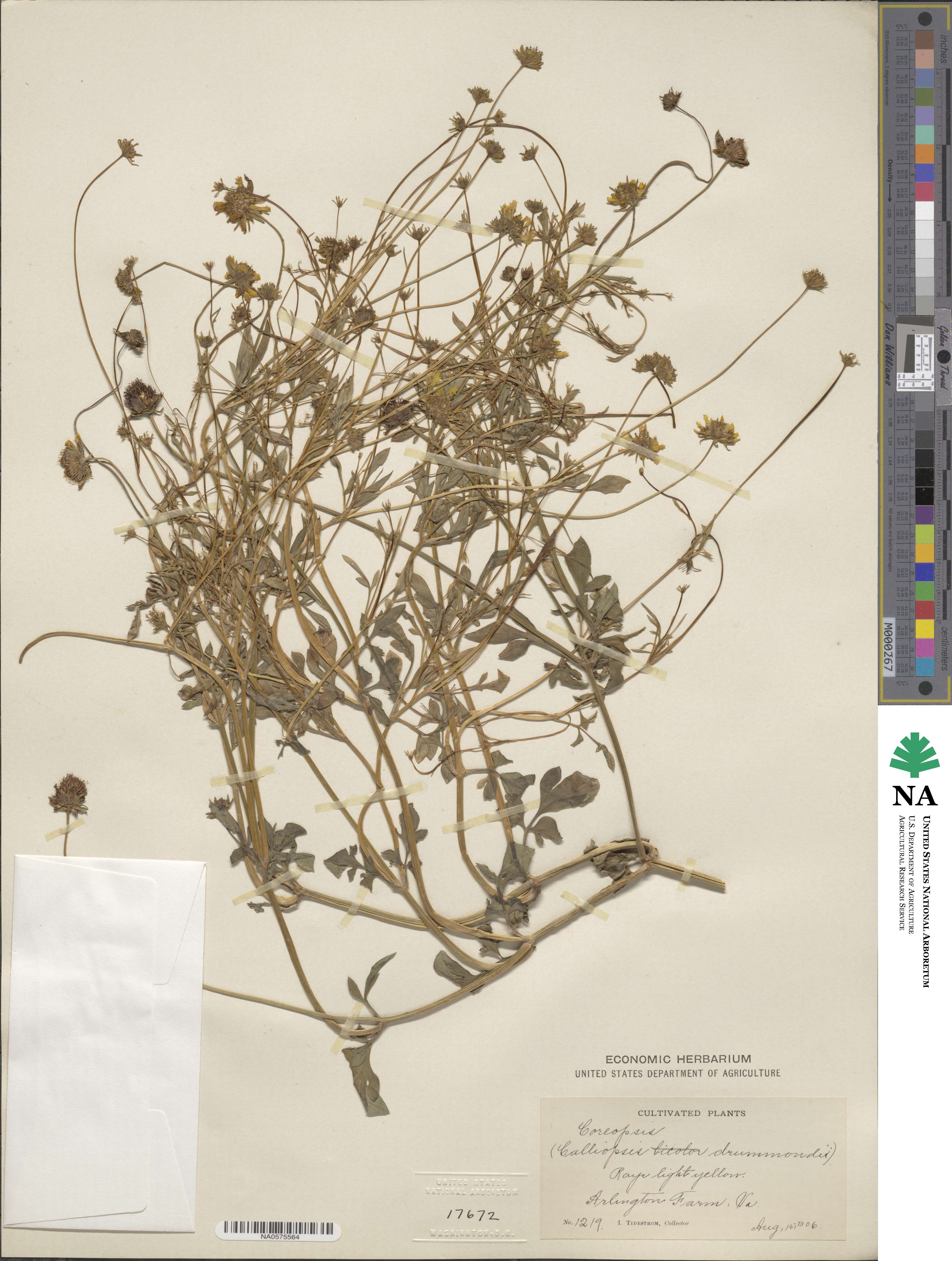 Coreopsis basalis image