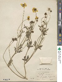 Coreopsis basalis image