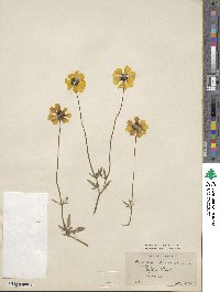 Coreopsis basalis image