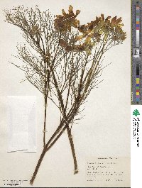 Coreopsis gigantea image