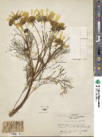 Coreopsis gigantea image