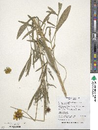 Coreopsis grandiflora image