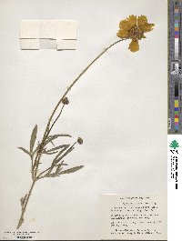 Coreopsis grandiflora image