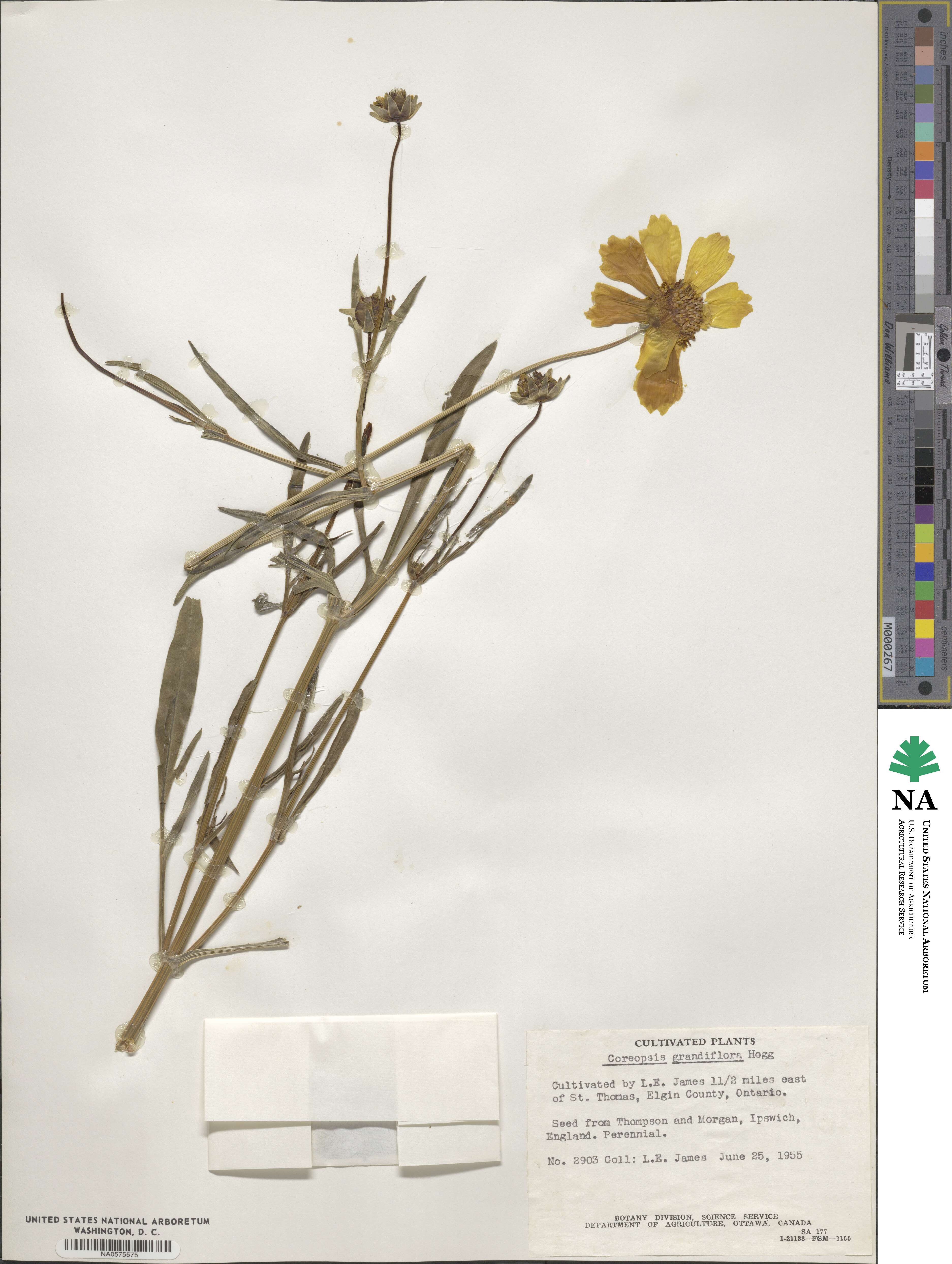 Coreopsis grandiflora image