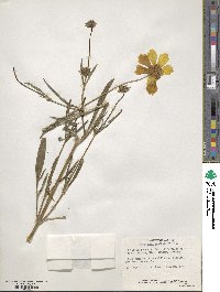 Coreopsis grandiflora image