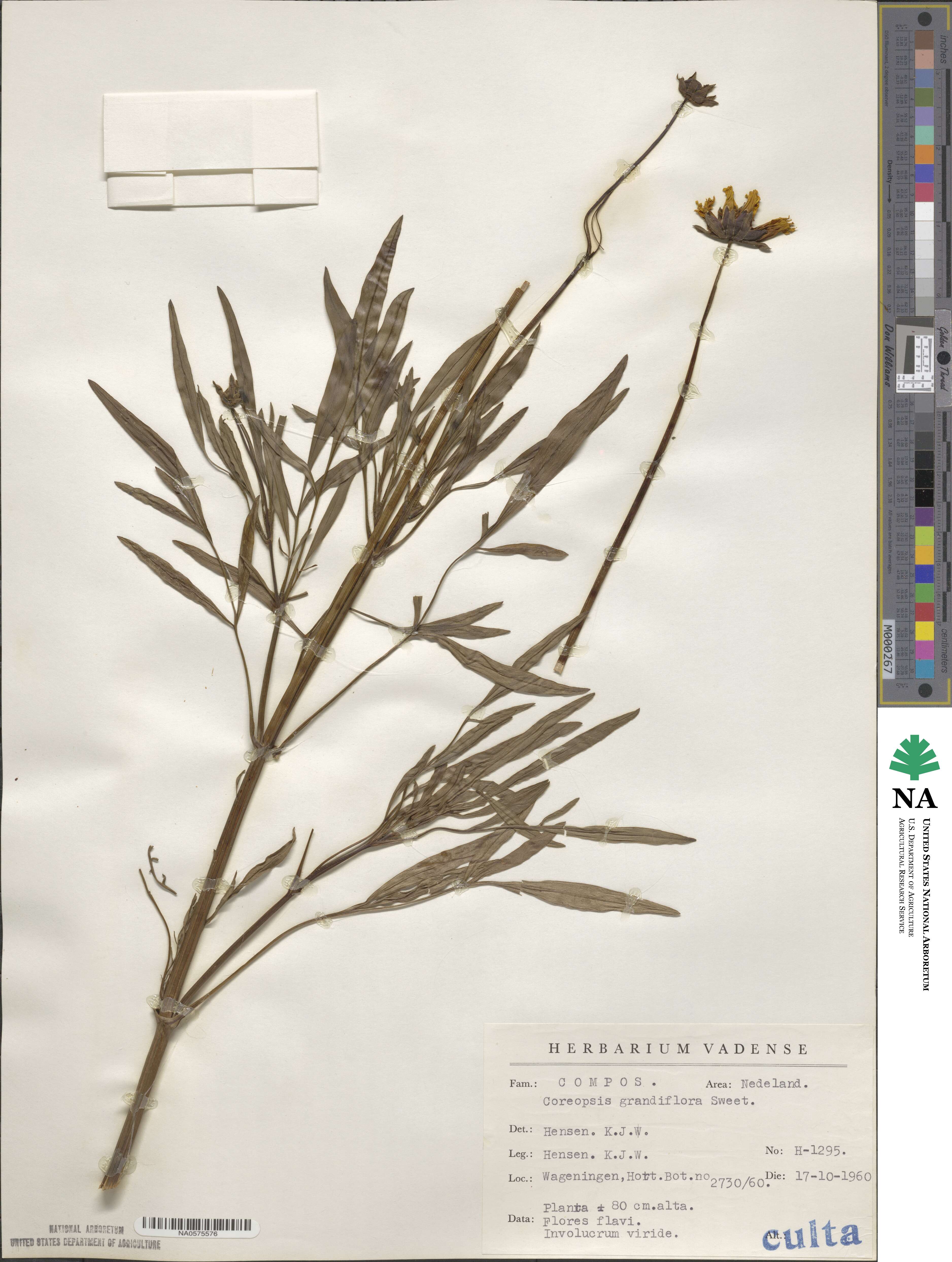 Coreopsis grandiflora image