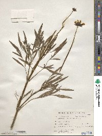 Coreopsis grandiflora image