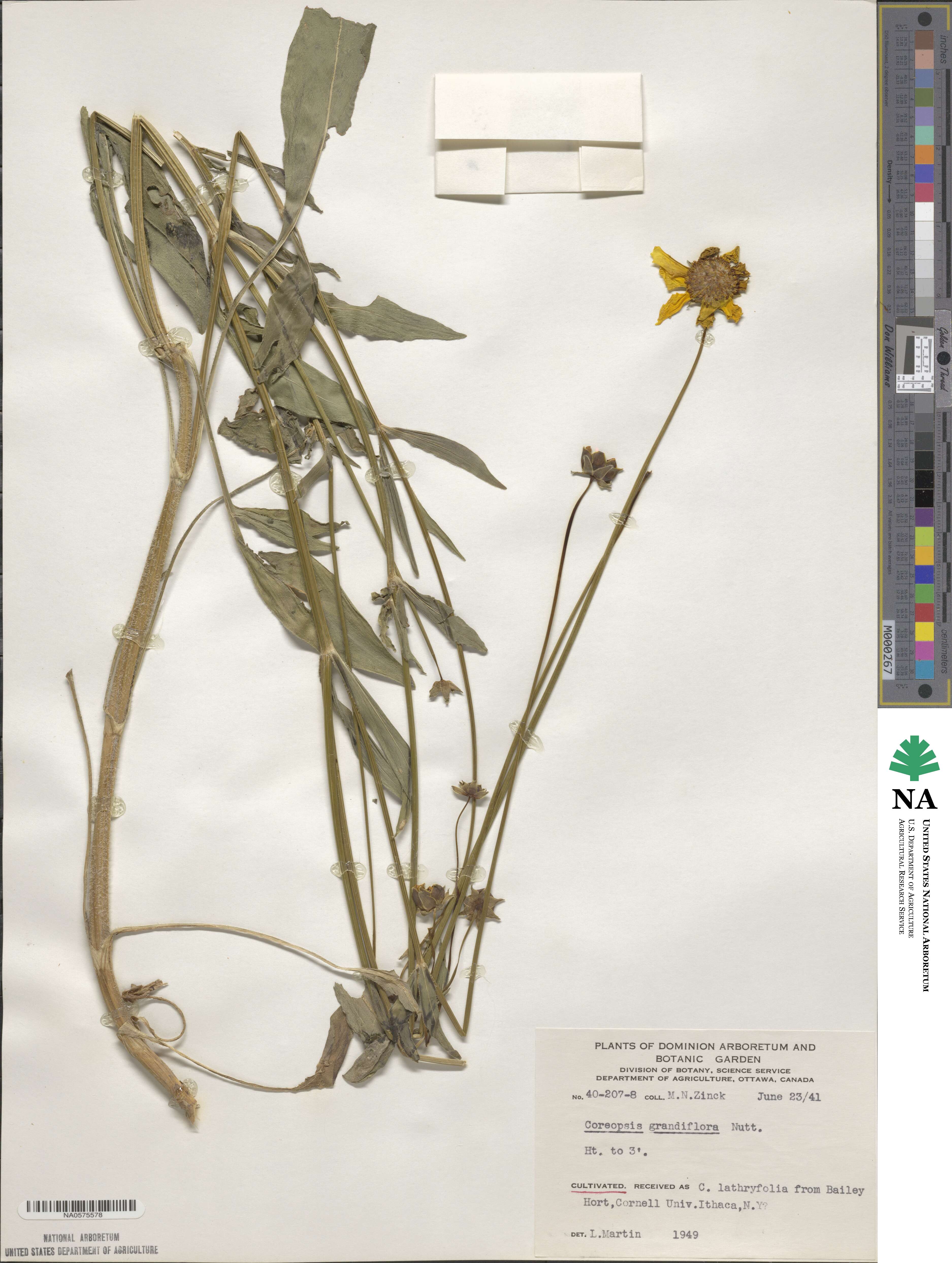 Coreopsis grandiflora image