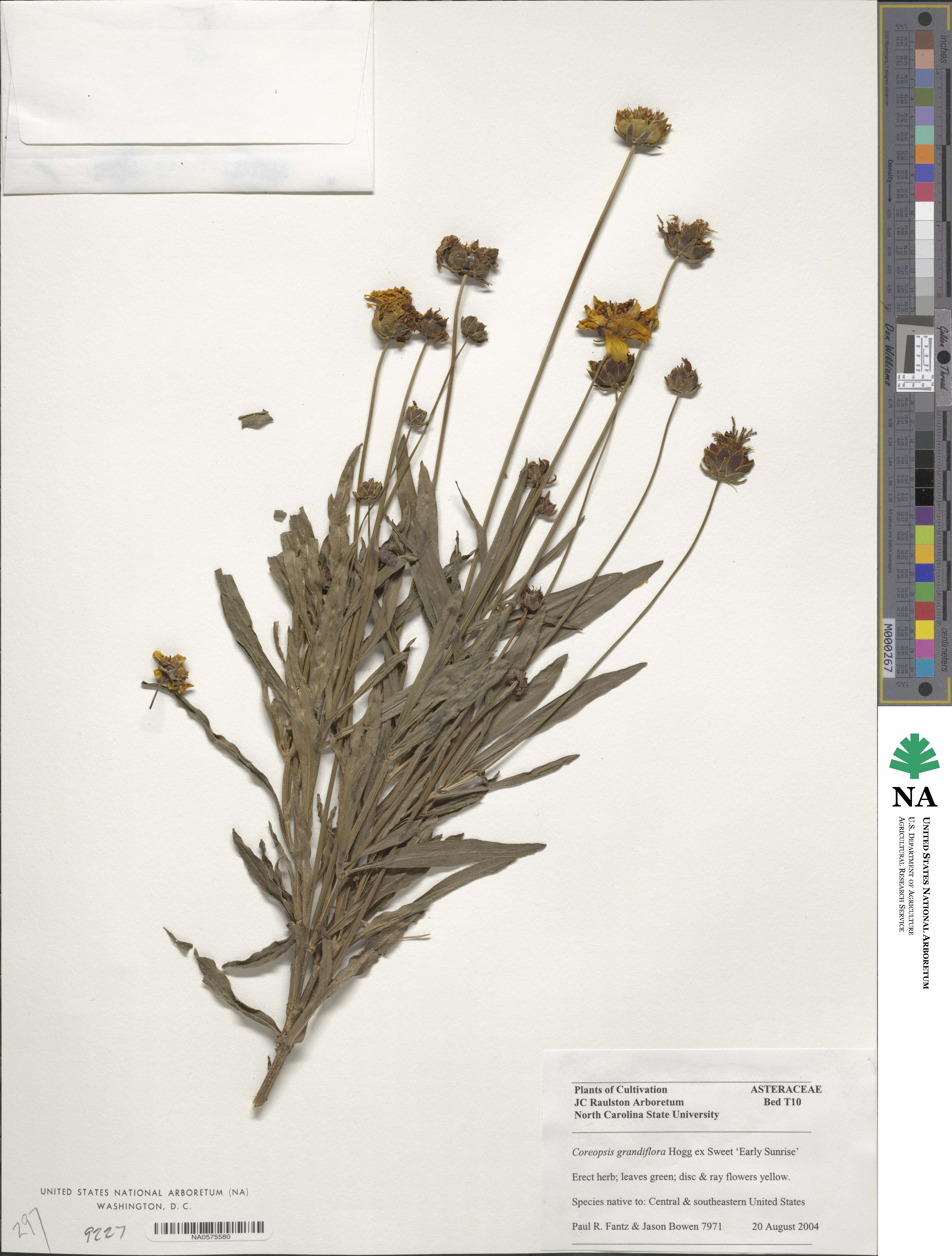 Coreopsis grandiflora image