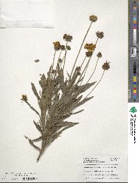 Coreopsis grandiflora image