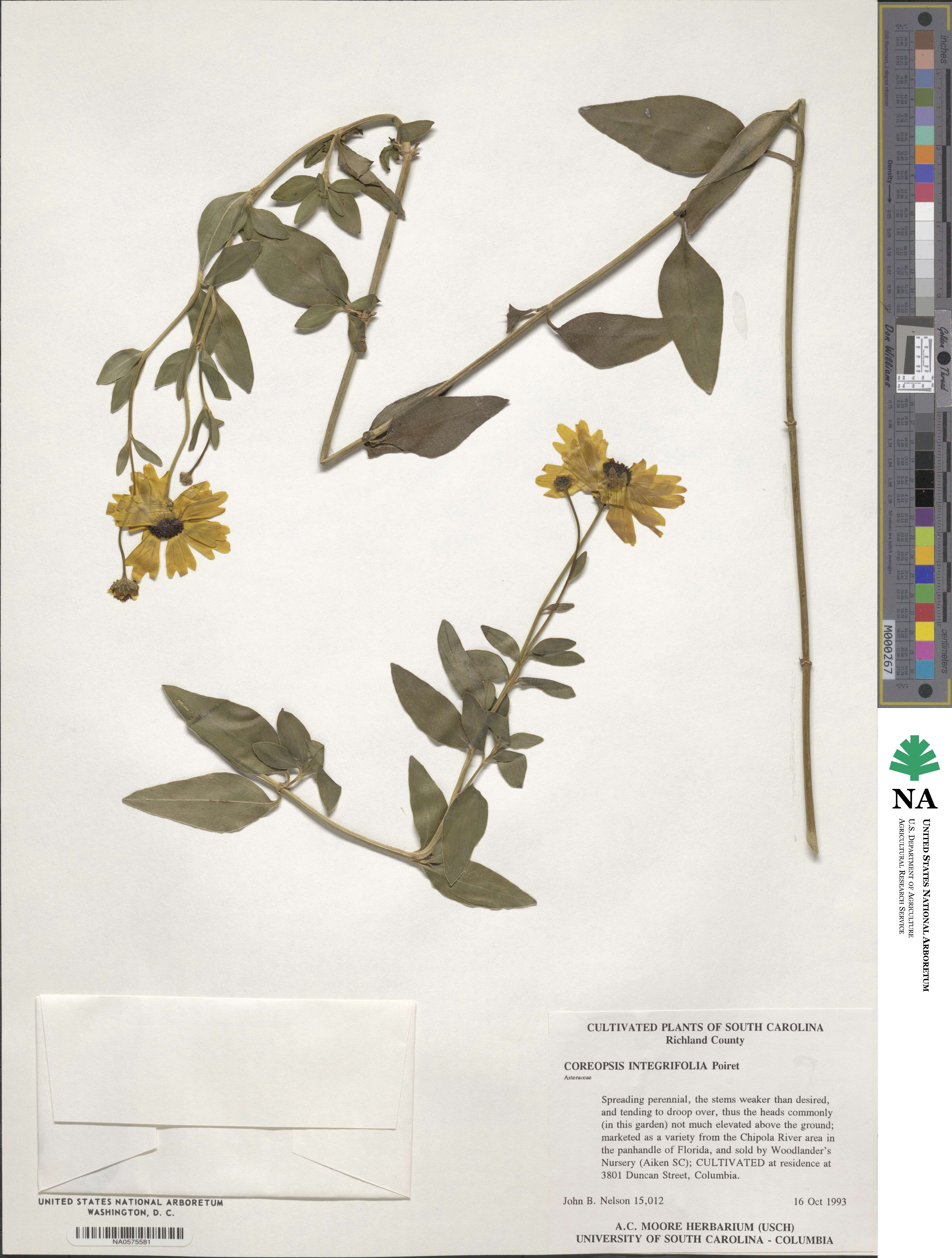 Coreopsis integrifolia image