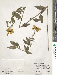 Image of Coreopsis integrifolia