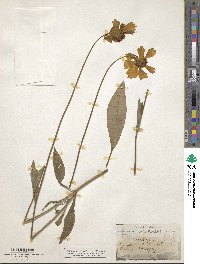 Coreopsis lanceolata image