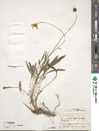 Coreopsis lanceolata image