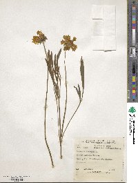 Coreopsis lanceolata image