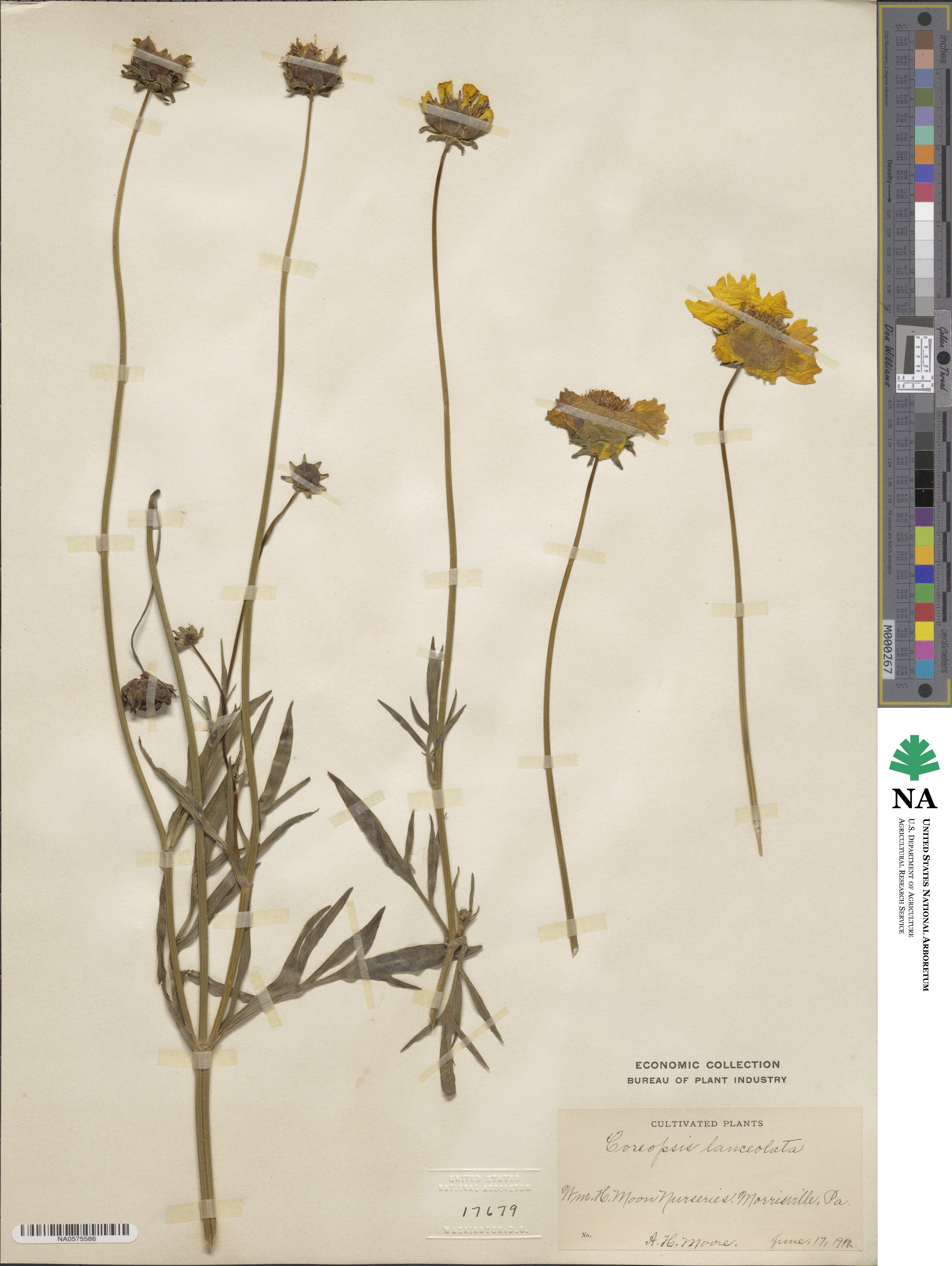 Coreopsis lanceolata image