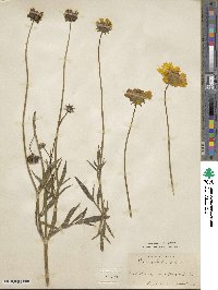 Coreopsis lanceolata image