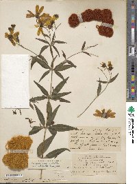 Coreopsis major image