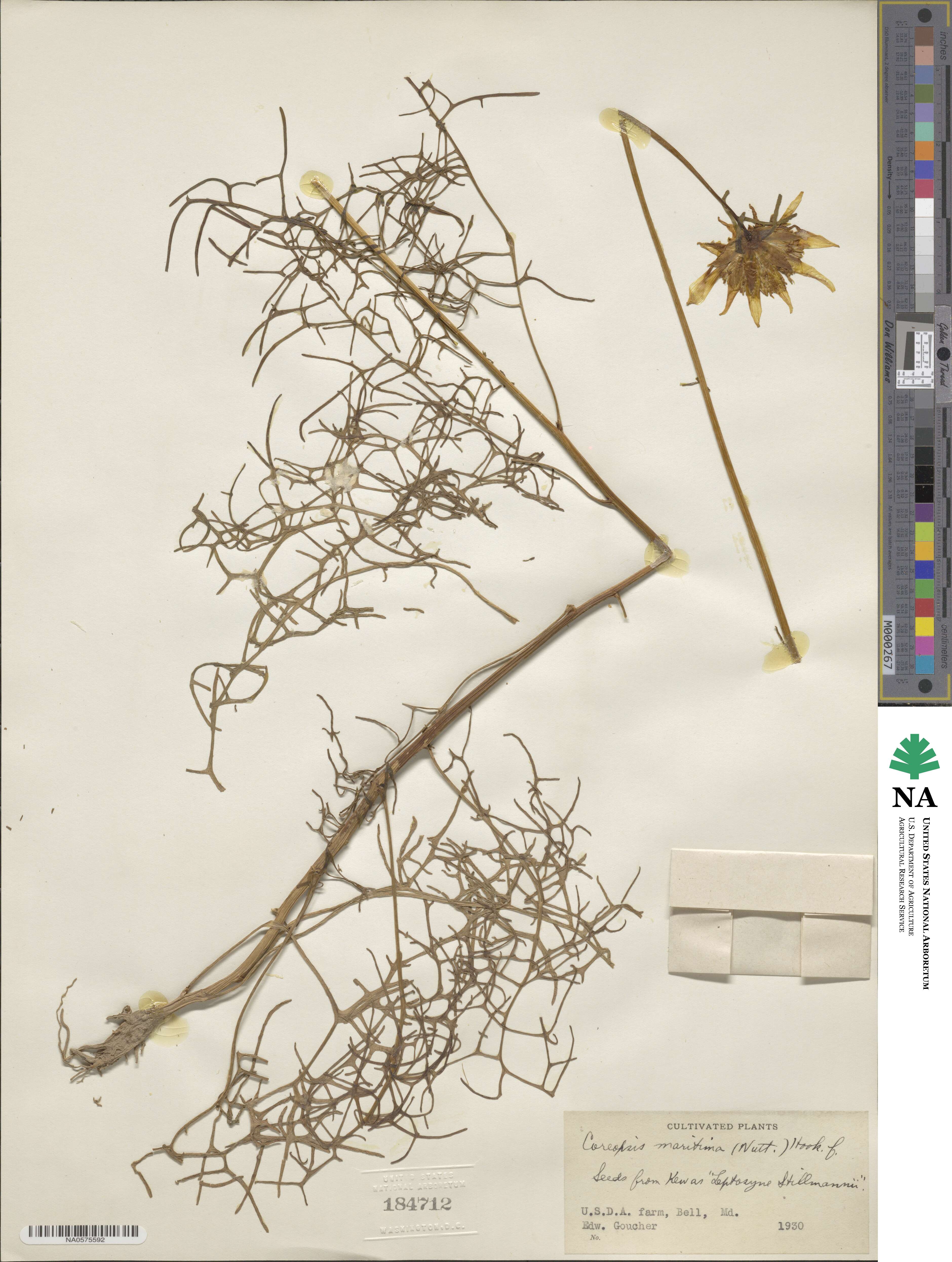 Coreopsis maritima image