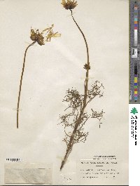 Coreopsis maritima image