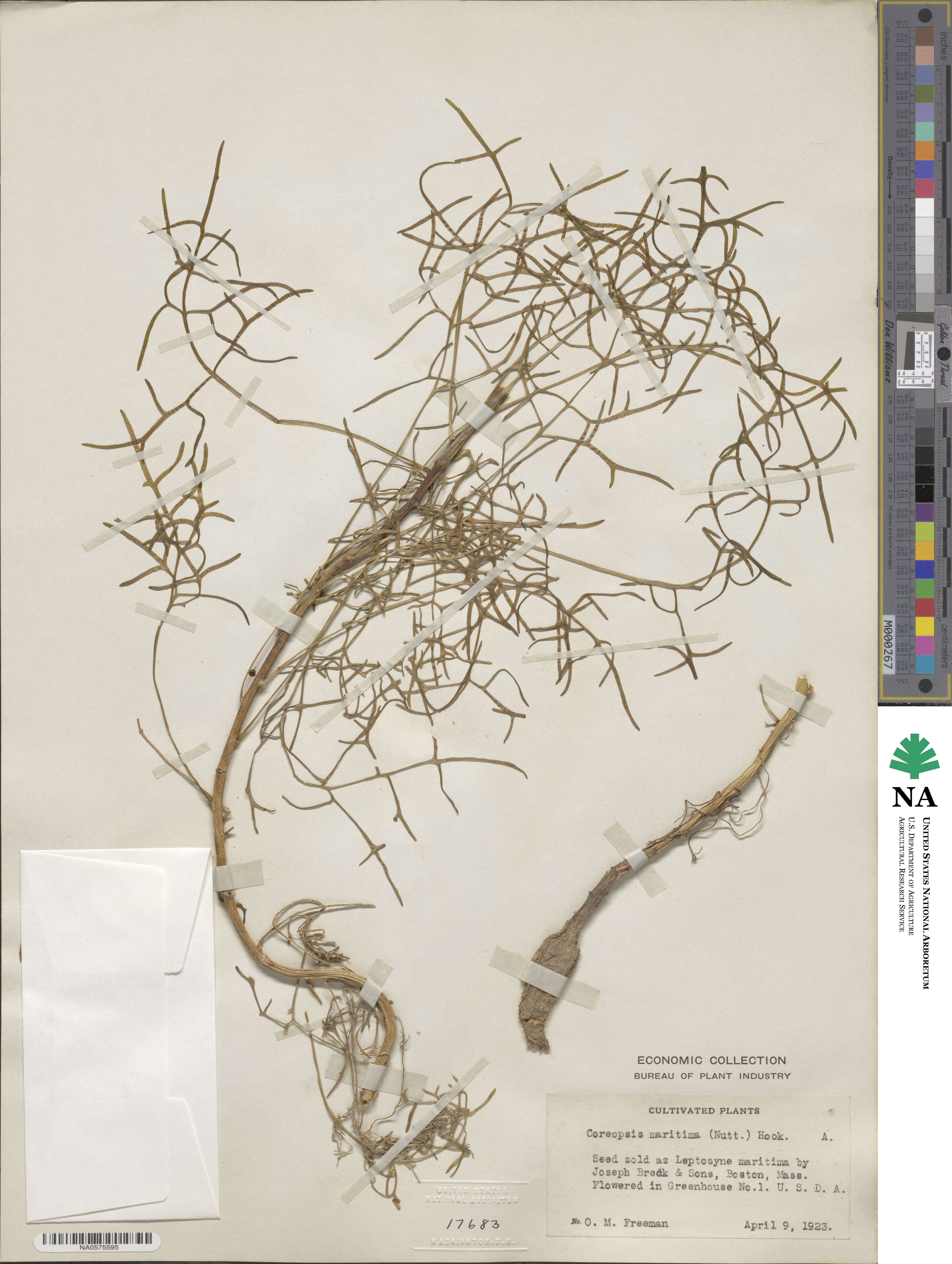 Coreopsis maritima image