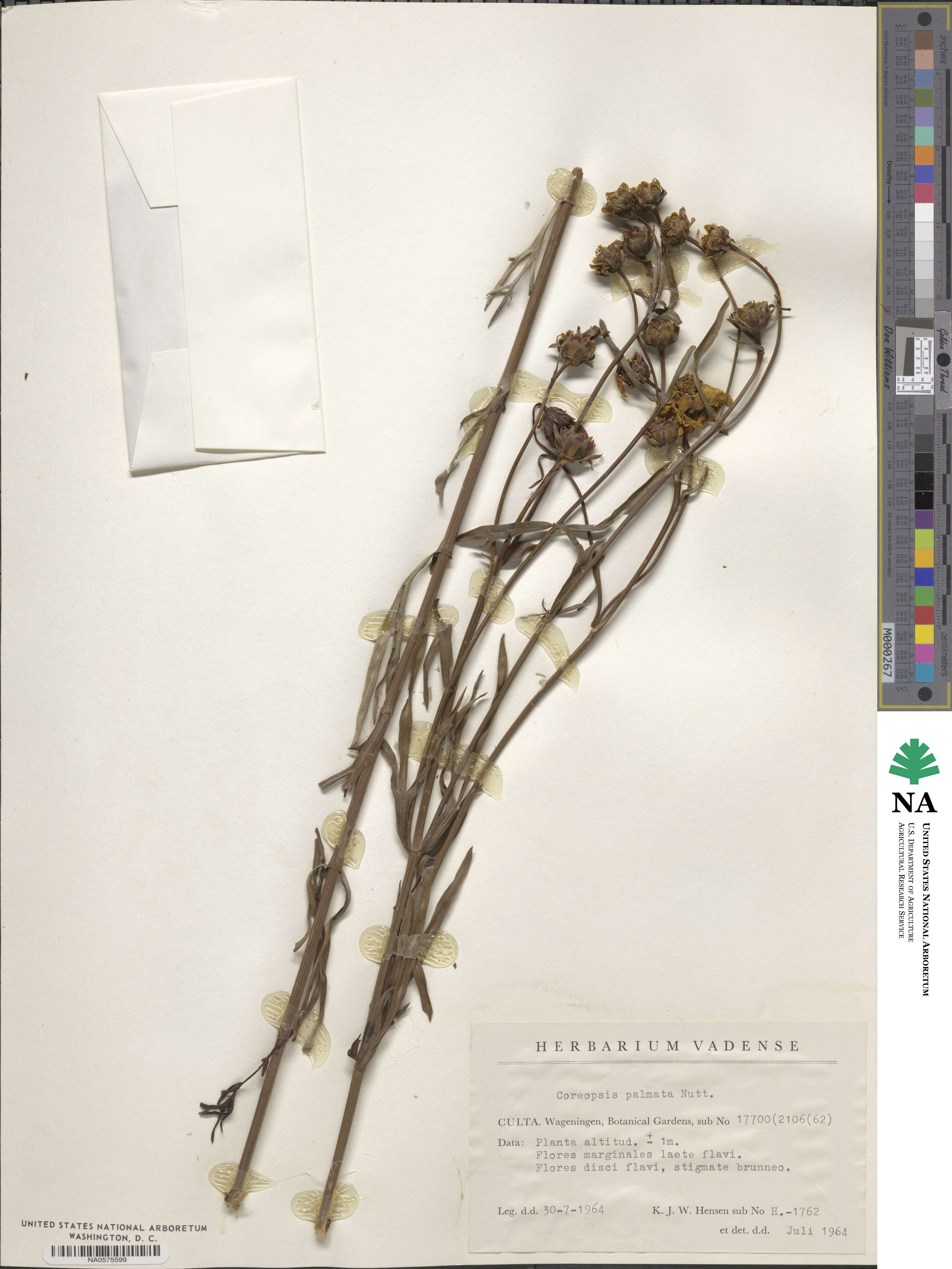 Coreopsis palmata image