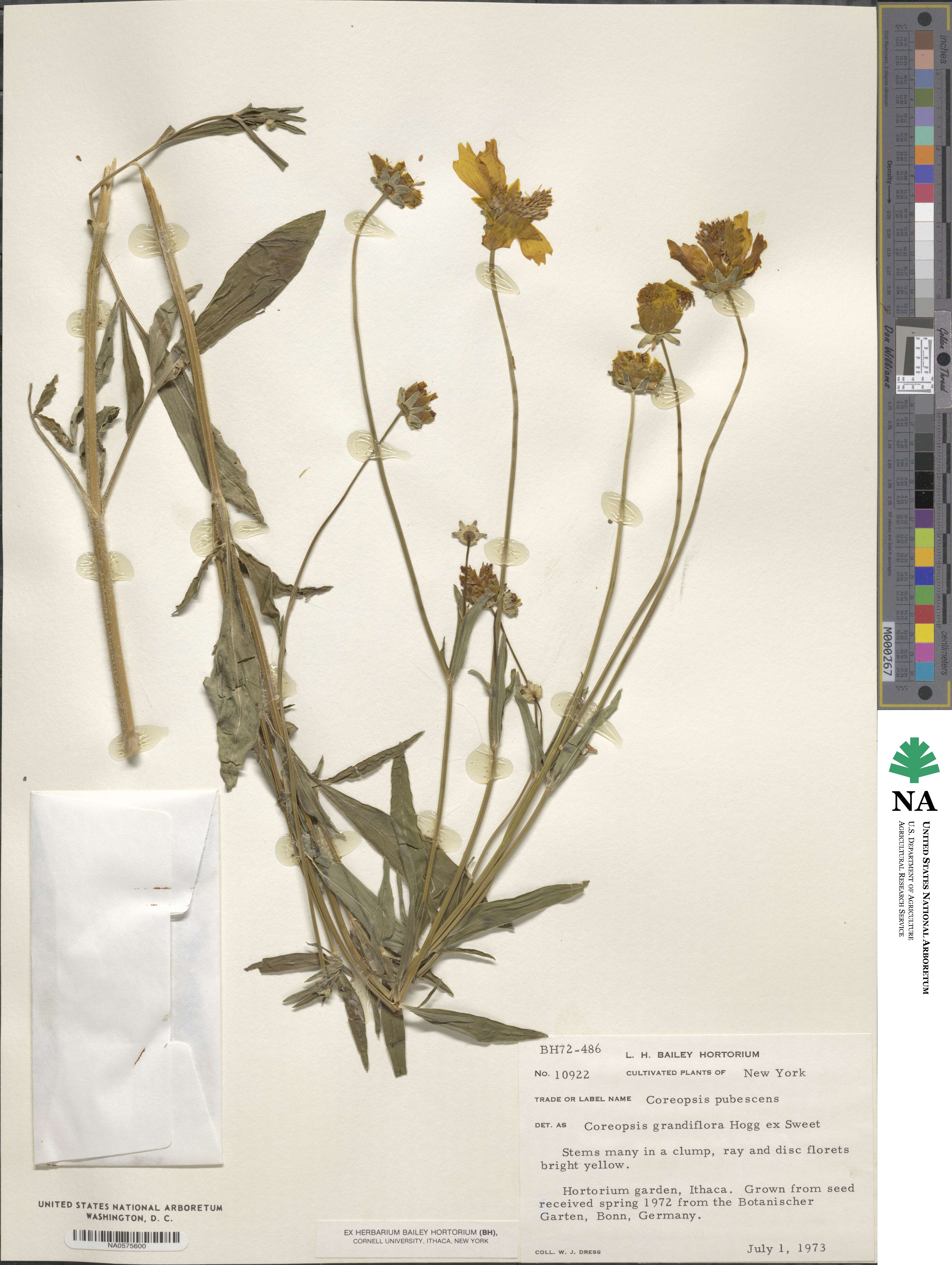 Coreopsis pubescens image