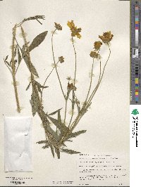 Coreopsis pubescens image