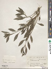 Coreopsis pubescens image