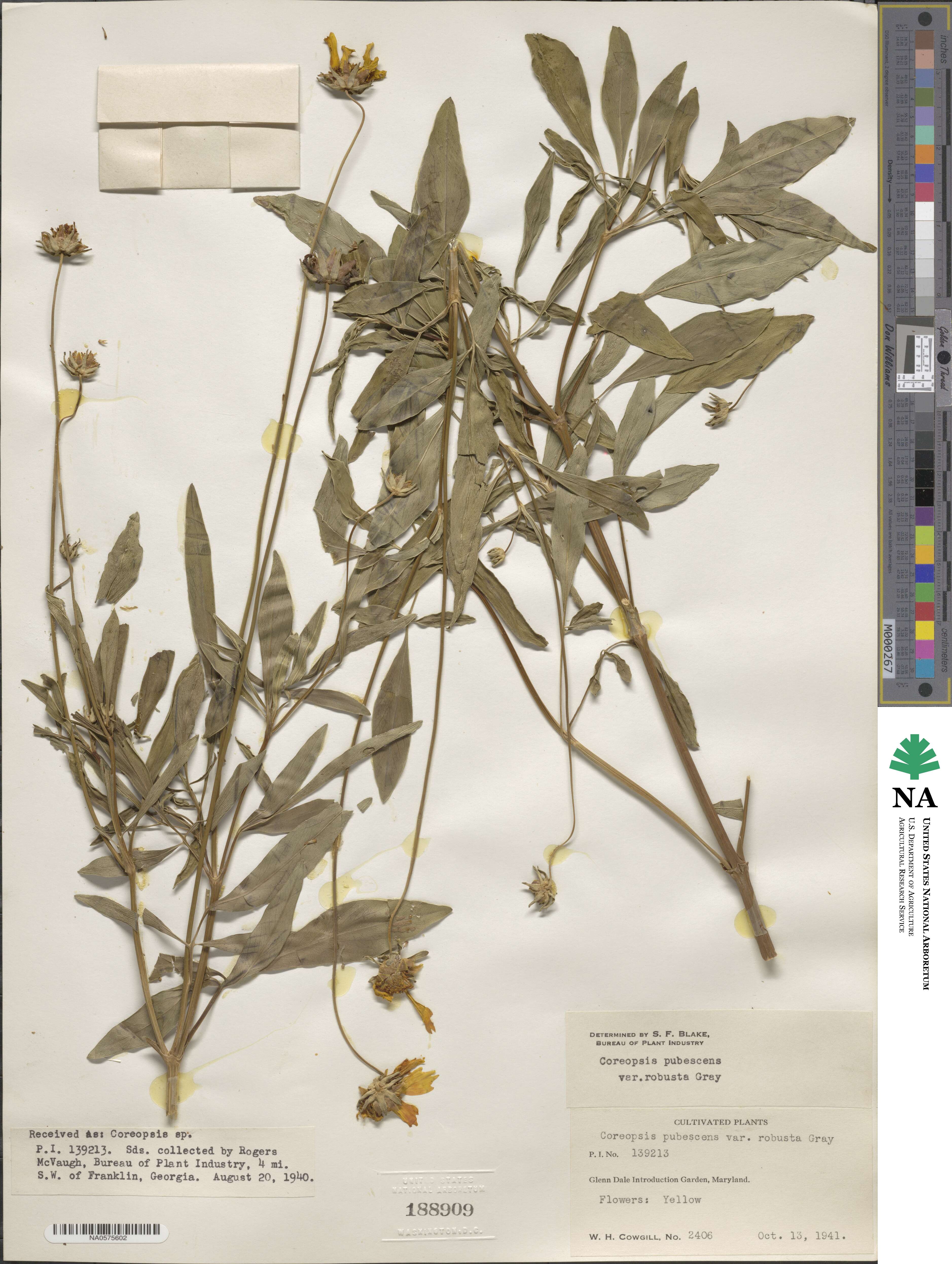 Coreopsis pubescens image