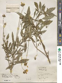 Coreopsis pubescens image