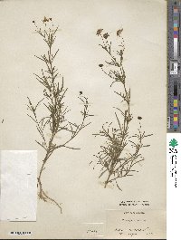 Coreopsis rosea image