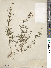 Coreopsis rosea image