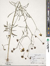 Coreopsis tinctoria image