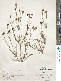 Coreopsis tinctoria image