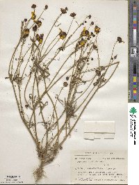 Coreopsis tinctoria image